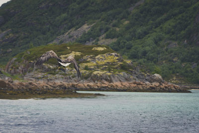 Bird flying over sea against mountains