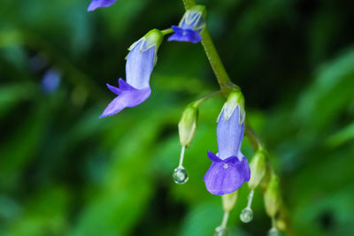 Close-up of purple flowering plant