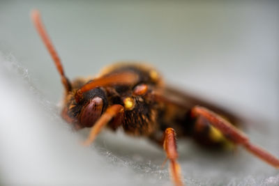 Close-up of bee