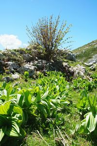 Low angle view of plants against sky