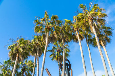 Low angle view of coconut palm trees against blue sky