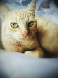 Close-up portrait of cat on bed