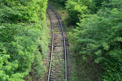 Railroad tracks amidst trees in forest