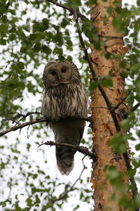 Low angle view of owl perching on branch