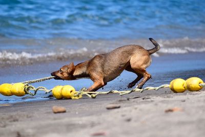 Two dogs on the beach