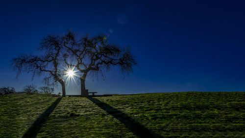 Tree on field against blue sky