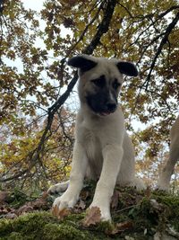 Portrait of dog sitting on tree