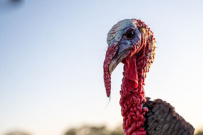 Close-up of a bird against clear sky