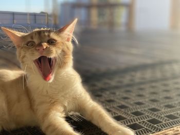 Close-up of a cat yawning