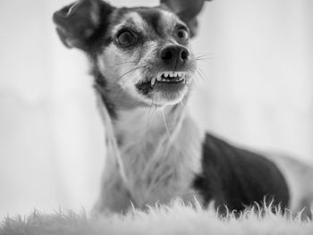 Close-up of dog looking away