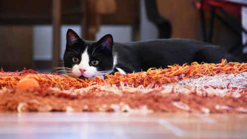 Close-up portrait of cat