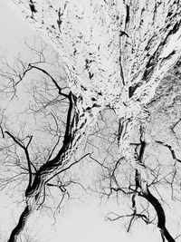 Low angle view of bare tree against sky