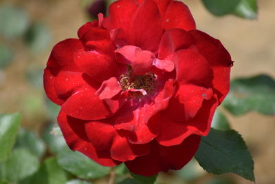 Close-up of red rose