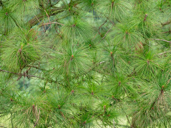 Full frame shot of pine tree