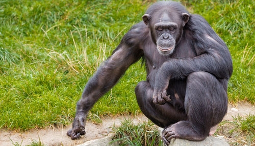 Chimpanzee sitting on grassy field