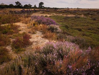 Purple flowering plants on field