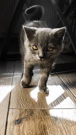 Portrait of cat sitting on hardwood floor