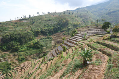 Plantation terraces on the slopes of sumbing mountain, central java