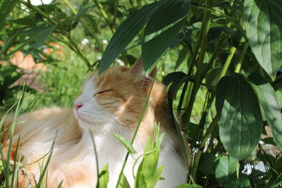 Ginger cat stefania rests in the grass in summer