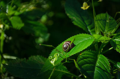 Close-up of plant