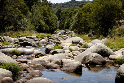 View of ducks on rock by lake