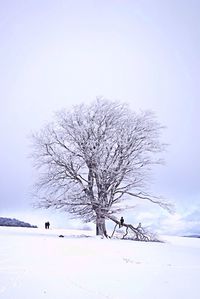 Bare trees on snow covered landscape