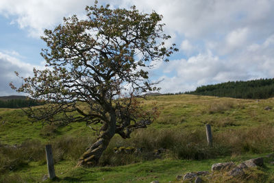 Tree on field against sky