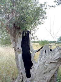 Close-up of tree trunk on field