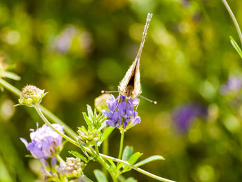 Close-up of insect on purple flower