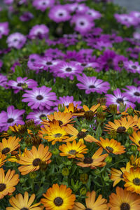 High angle view of purple flowering plants