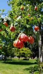 Close-up of red berries on tree