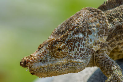 Close-up of lizard