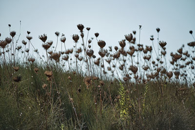 Plants on field against clear sky