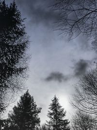 Low angle view of silhouette trees against sky