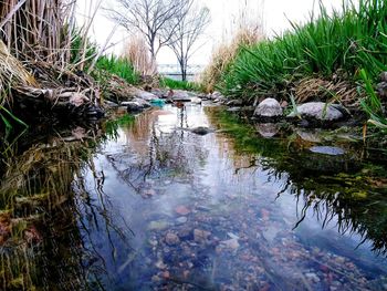 Scenic view of lake in forest