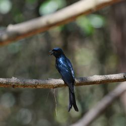 Close-up of bird perching on branch