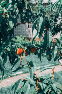 Close-up of fruit growing on tree