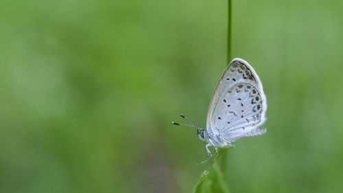 Close-up of butterfly on flower