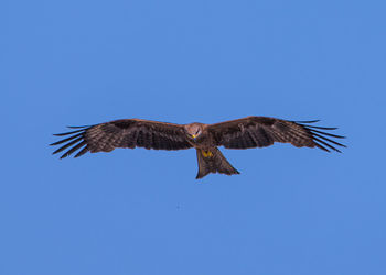 Low angle view of eagle flying against clear blue sky