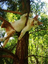 Low angle portrait of cat on tree