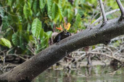 Close-up of bird perching on tree