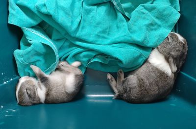 High angle view of bunny sleeping