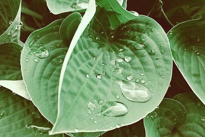 Close-up of raindrops on leaves