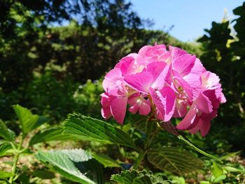 Close-up of pink rose flower