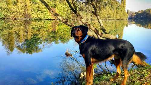 Dog standing by lake against sky
