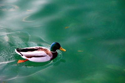 Bird flying over lake