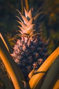 Close-up of pineapple, an indonesian honey pineapple