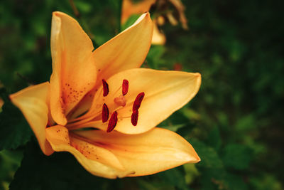 Close-up of orange lily