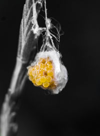 Close-up of yellow flower against black background