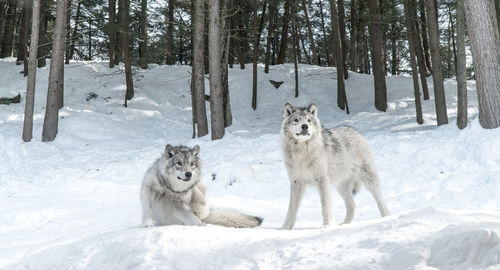 View of wolves on snow covered field